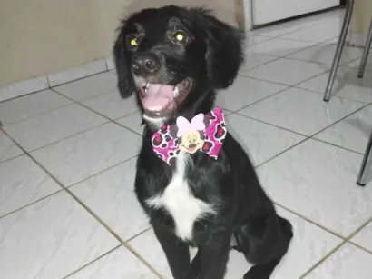 Cachorro raça SRD-ViraLata idade 2 anos nome Lola