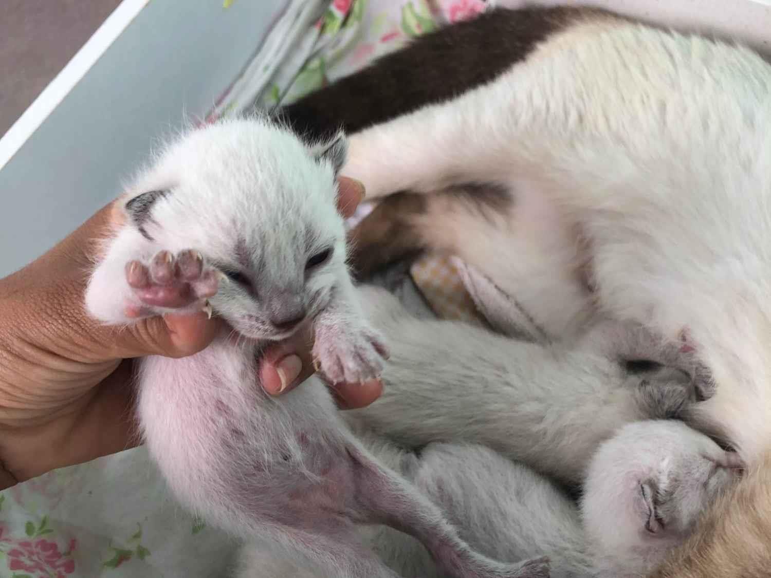 Gato ra a Siamês idade Abaixo de 2 meses nome safira 