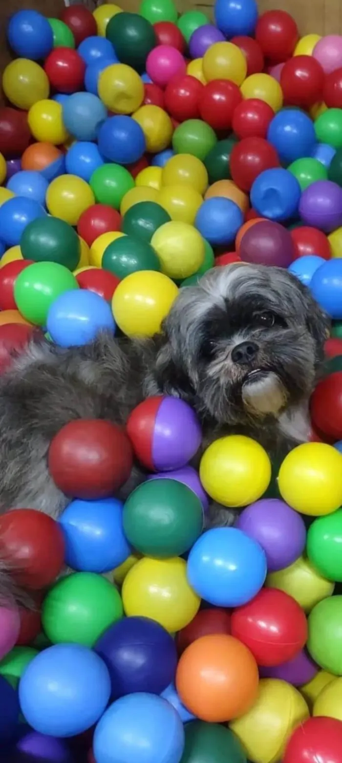 Cachorro raça Shitzu idade 6 ou mais anos nome Luna