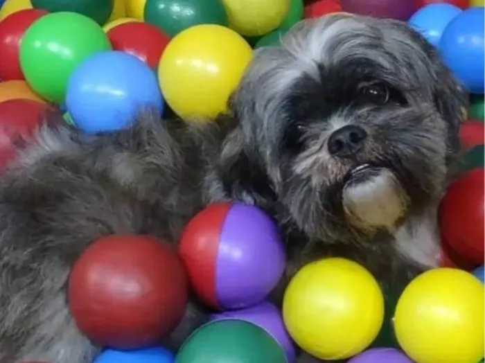 Cachorro raça Shitzu idade 6 ou mais anos nome Luna