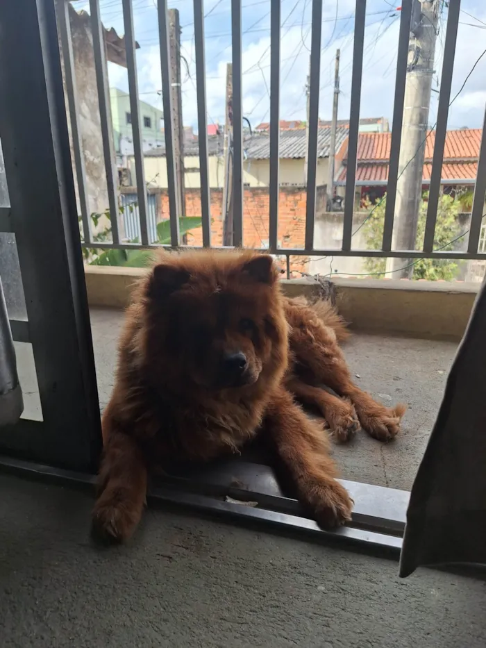 Cachorro ra a Chow Chow idade 1 ano nome Duck