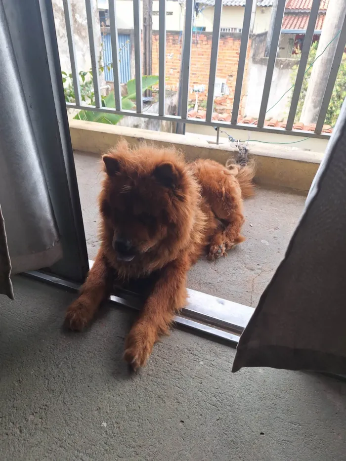 Cachorro ra a Chow Chow idade 1 ano nome Duck