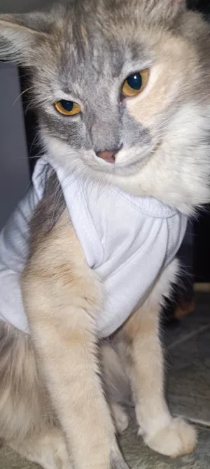 Gato raça SRD-ViraLata idade 2 anos nome Sem nome