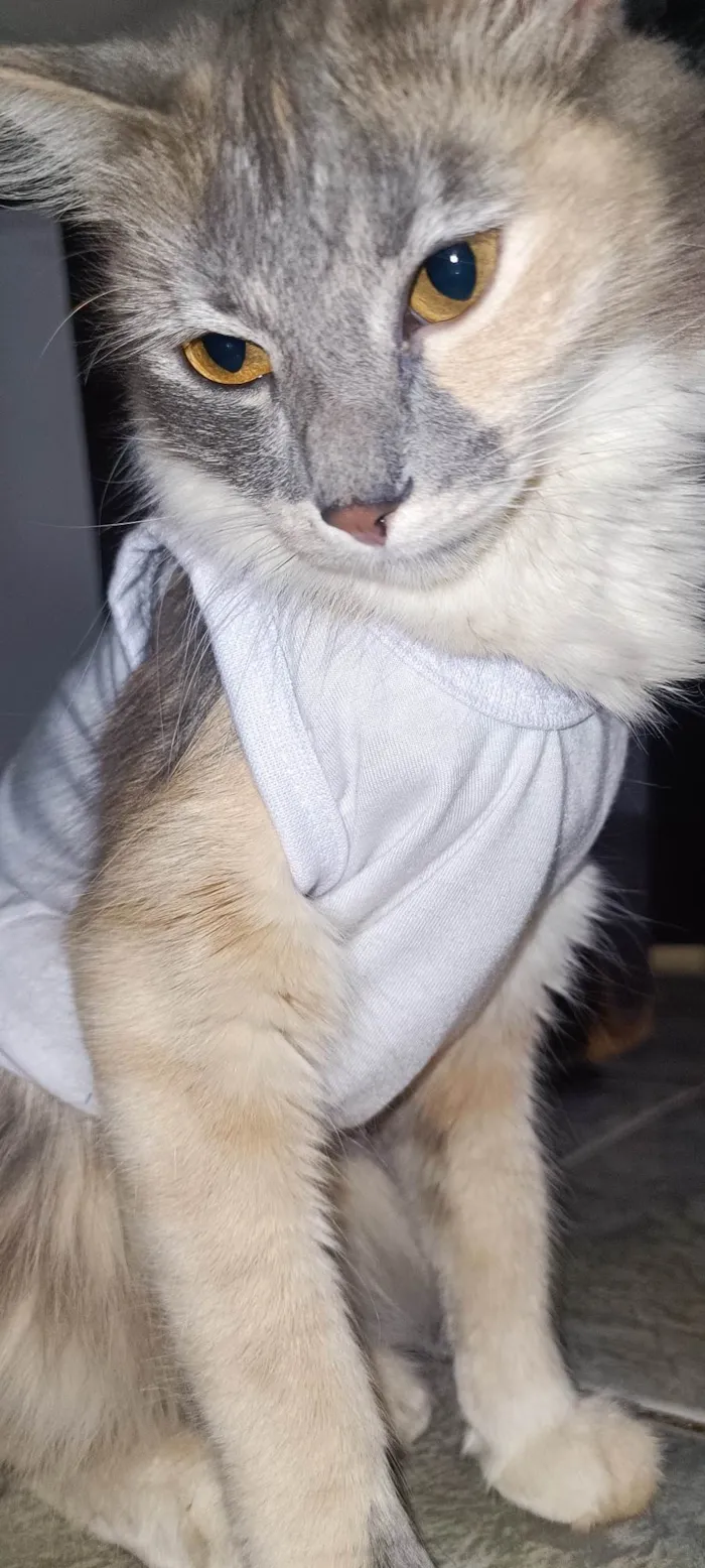 Gato ra a SRD-ViraLata idade 2 anos nome Sem nome