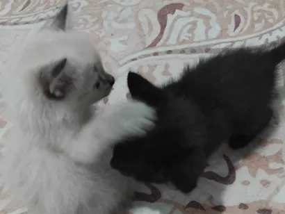 Gato raça Siamês idade Abaixo de 2 meses nome pipoca e neguinho