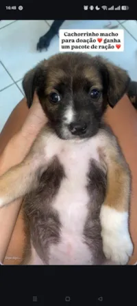 Cachorro ra a SRD-ViraLata idade Abaixo de 2 meses nome não tem nome