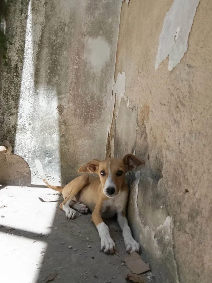 Cachorro ra a SRD-ViraLata idade 2 a 6 meses nome Maria