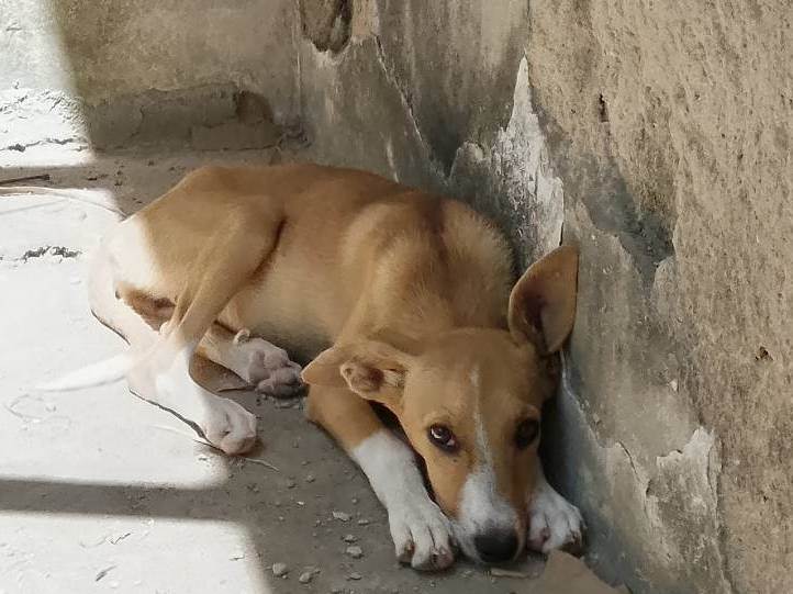 Cachorro ra a SRD-ViraLata idade 2 a 6 meses nome Maria