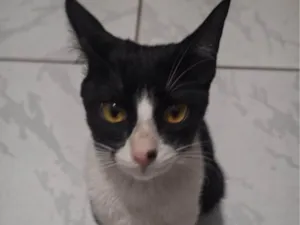 Gato raça SRD-ViraLata idade 2 a 6 meses nome Não tem nome