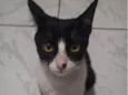 Gato ra a SRD-ViraLata idade 2 a 6 meses nome Não tem nome