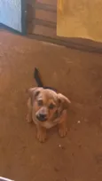 Cachorro ra a SRD-ViraLata idade 2 a 6 meses nome Spike 
