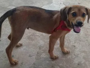 Cachorro raça SRD-ViraLata idade 2 a 6 meses nome Spike 