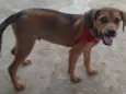 Cachorro ra a SRD-ViraLata idade 2 a 6 meses nome Spike 