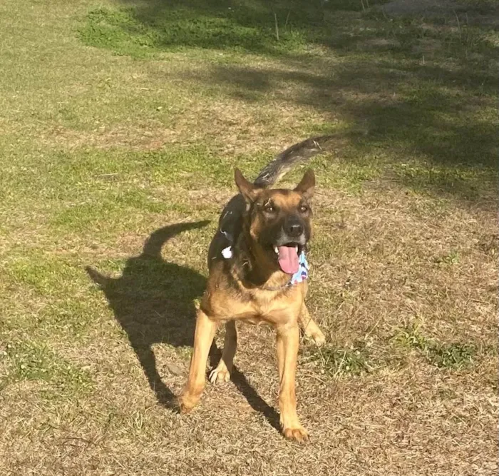 Cachorro raça Pastor Alemão idade 4 anos nome Billy