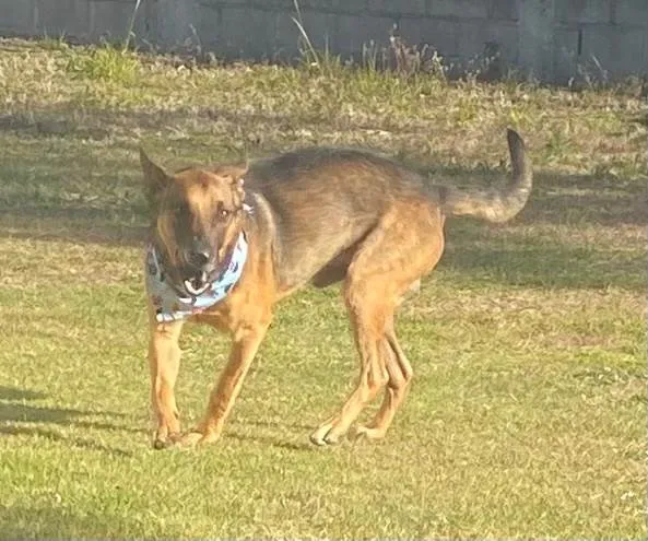 Cachorro raça Pastor Alemão idade 4 anos nome Billy
