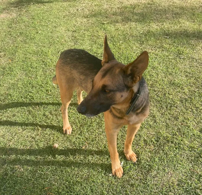 Cachorro raça Pastor Alemão idade 4 anos nome Billy