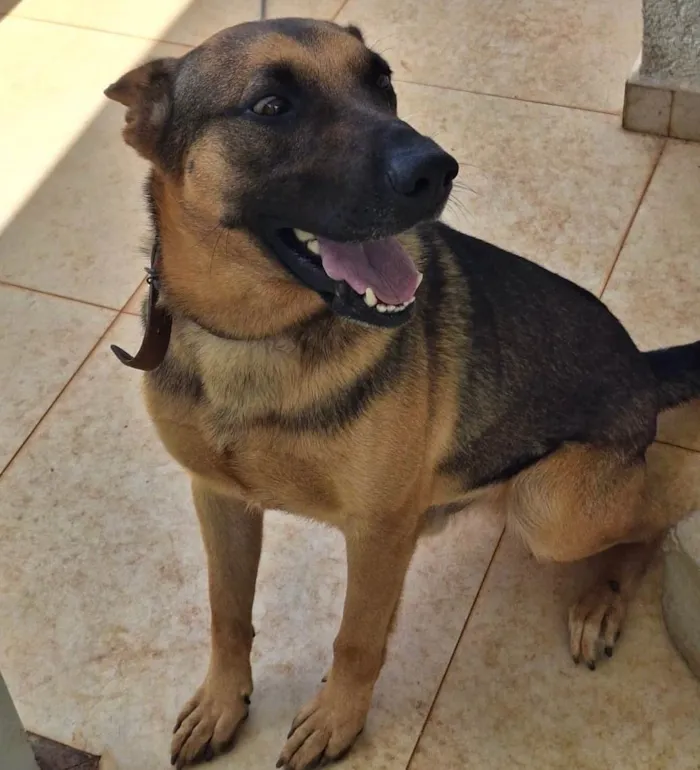 Cachorro raça Pastor Alemão idade 4 anos nome Billy