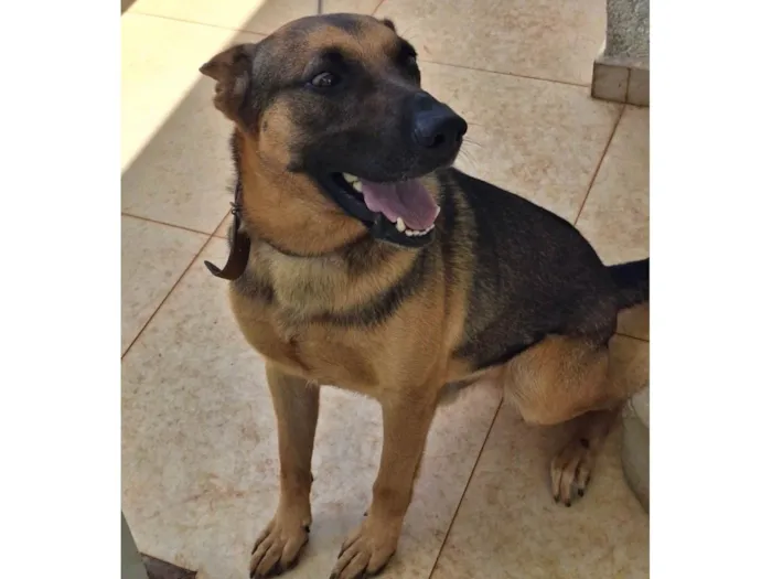 Cachorro raça Pastor Alemão idade 4 anos nome Billy