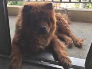Cachorro raça Chow Chow idade 1 ano nome Duck