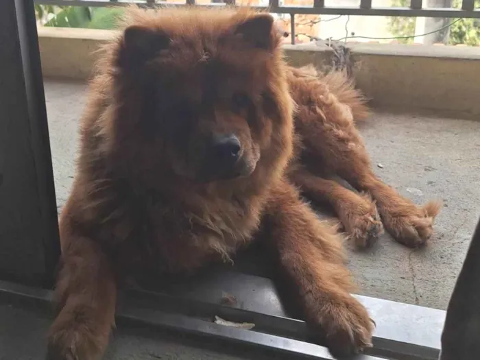 Cachorro ra a Chow Chow idade 1 ano nome Duck