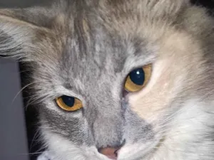 Gato raça SRD-ViraLata idade 2 anos nome Sem nome