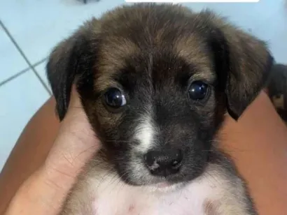 Cachorro ra a SRD-ViraLata idade Abaixo de 2 meses nome não tem nome