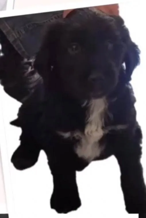 Cachorro ra a SRD-ViraLata idade 2 a 6 meses nome Sem Nome