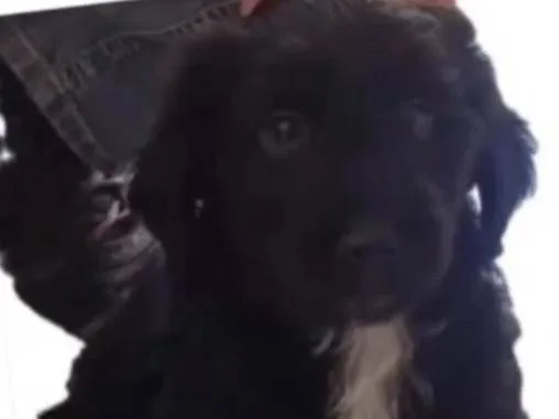 Cachorro ra a SRD-ViraLata idade 2 a 6 meses nome Sem Nome