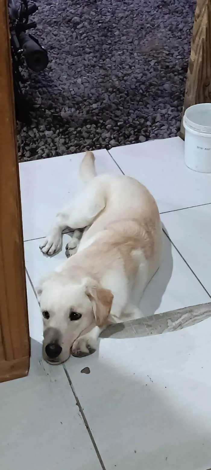 Cachorro ra a Labrador idade 1 ano nome Marley 