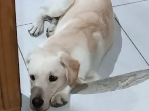 Cachorro raça Labrador idade 1 ano nome Marley 