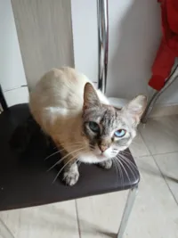 Gato ra a SRD-ViraLata idade 2 a 6 meses nome Lenon e Chanel