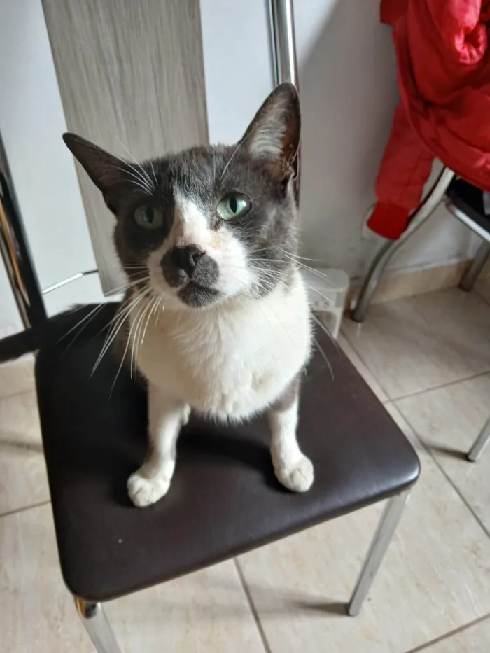 Gato ra a SRD-ViraLata idade 2 a 6 meses nome Lenon e Chanel