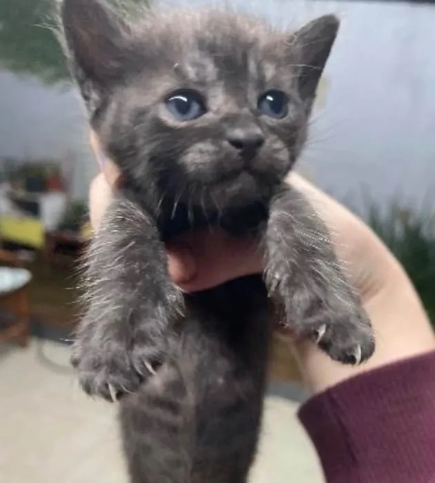 Gato ra a SRD-ViraLata idade Abaixo de 2 meses nome (não foi decidido)