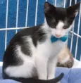 Gato ra a SRD-ViraLata idade 2 a 6 meses nome FERNANDO FRAJOLA