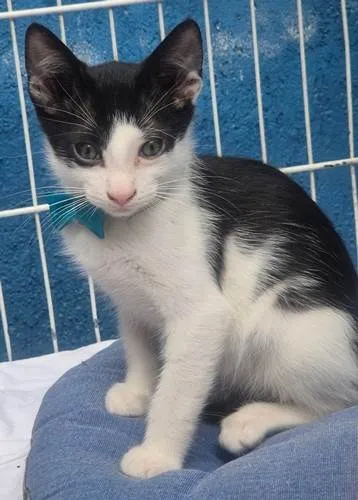 Gato ra a SRD-ViraLata idade 2 a 6 meses nome FERNANDO FRAJOLA