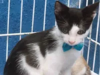 Gato raça SRD-ViraLata idade 2 a 6 meses nome FERNANDO FRAJOLA