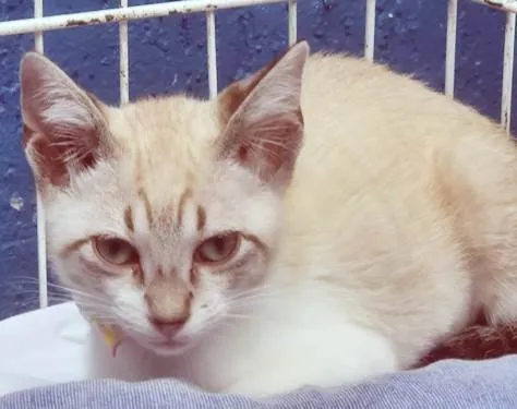 Gato ra a SRD-ViraLata idade 2 a 6 meses nome VÂNIA MIX