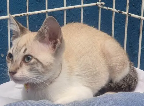 Gato ra a SRD-ViraLata idade 2 a 6 meses nome VÂNIA MIX