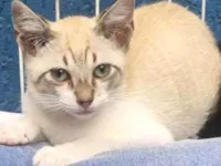 Gato raça SRD-ViraLata idade 2 a 6 meses nome VÂNIA MIX