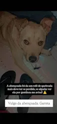 Cachorro ra a SRD-ViraLata idade 1 ano nome Garota 