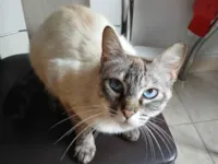 Gato raça SRD-ViraLata idade 2 a 6 meses nome Lenon e Chanel