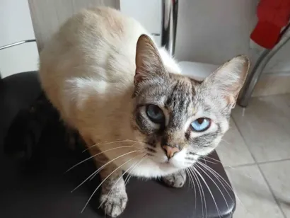 Gato raça SRD-ViraLata idade 2 a 6 meses nome Lenon e Chanel