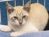 Gato raça SRD-ViraLata idade 2 a 6 meses nome VÂNIA MIX