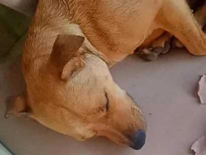 Cachorro raça SRD-ViraLata idade 1 ano nome Garota 