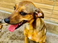 Cachorro raça SRD-ViraLata idade 2 anos nome Dolly