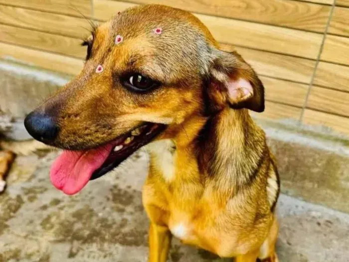 Cachorro ra a SRD-ViraLata idade 2 anos nome Dolly