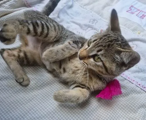 Gato ra a SRD-ViraLata idade 2 a 6 meses nome NANÁ TIGRADA