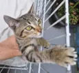 Gato ra a SRD-ViraLata idade 2 a 6 meses nome NANÁ TIGRADA