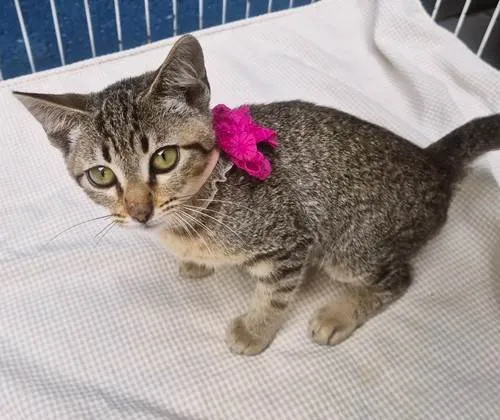 Gato ra a SRD-ViraLata idade 2 a 6 meses nome NANÁ TIGRADA