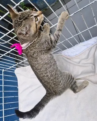Gato ra a SRD-ViraLata idade 2 a 6 meses nome NANÁ TIGRADA